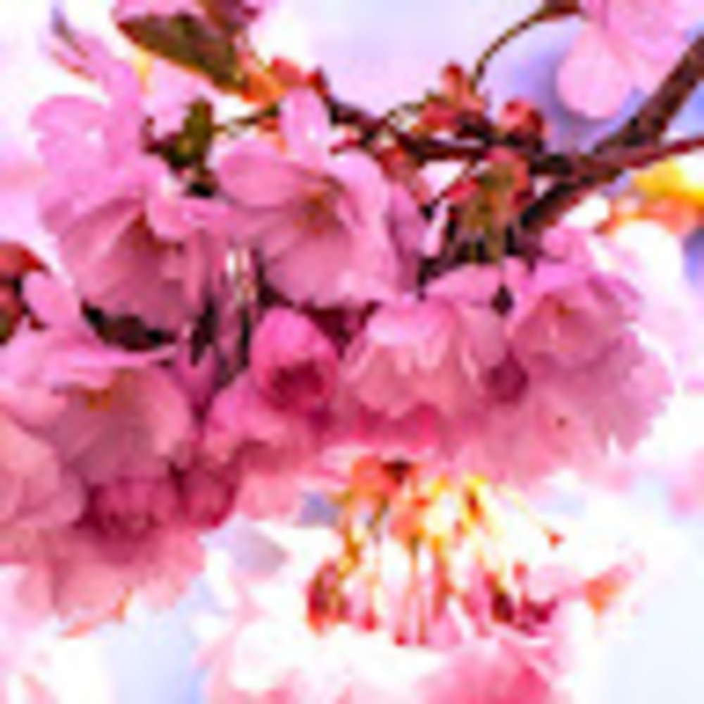 Meet your Posher, Joanna